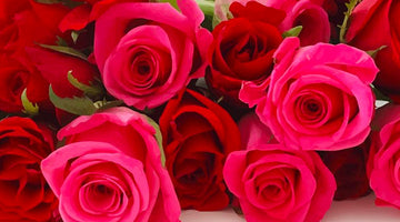 ROSES…AGAIN? THE HISTORICAL PRECEDENT FOR THE MOST CLICHE VALENTINE’S DAY GIFTS