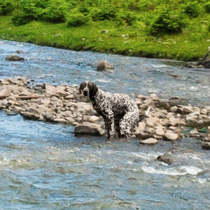 photo of a dog pooping in a river