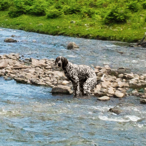 photo of a dog pooping in a river